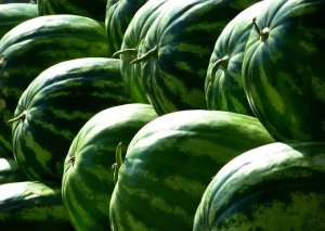 WATERMELON/CEPEA: Quality variation press down prices in South of Brazil