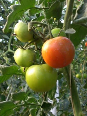 Plantio de tomate