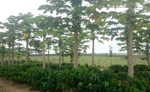 MAMÃO/CEPEA: Chuvas reduzem colheita no RN/CE