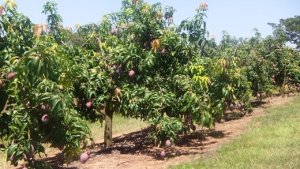 Economic crises reduces demand and prices for mango