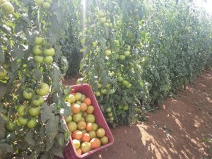 TOMATE/CEPEA: Safra de verão 2016/17 deve ter nova queda na área de tomate
