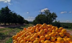 CITROS/CEPEA: Semana é marcada por queda no escoamento de citros