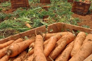 CENOURA/CEPEA: Cenouras seguem se valorizando em São Gotardo