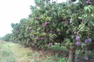 MANGO/CEPEA: Tommy prices increase one more week in São Francisco Valley