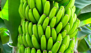 HORTIFRUTI/CEPEA: Tecnologia promete reaproveitar os resíduos da produção de banana