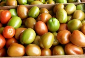 HORTIFRUTI/CEPEA: Custo de produção de tomate em Mogi Guaçu (SP)
