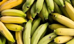 BANANA/CEPEA: Compradores estão optando pela fruta de Bom Jesus da Lapa