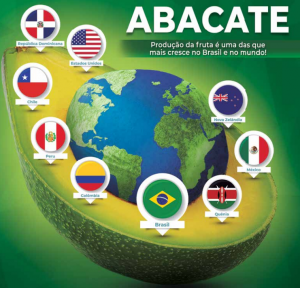 HORTIFRUTI/CEPEA: Qual o período de exportação de abacates no Brasil?