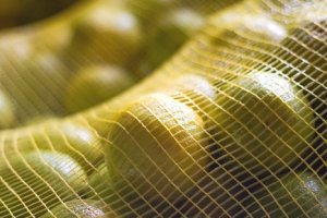 CITROS/CEPEA: Fim de mês limita vendas de citros