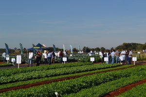ESPAÇO DO PARCEIRO: Tradicional encontro da horticultura brasileira, Dia de Campo da Agristar apresenta novidades em sementes para os produtores