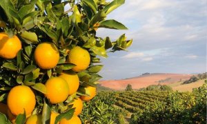 CITROS/CEPEA: Cotações de laranja batem recorde real em janeiro