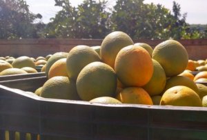 CITROS/CEPEA: Mesmo com fraca procura, preço da laranja se sustenta