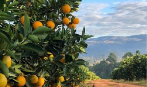 CITROS/CEPEA: Final de mês desaquece mercado de laranja
