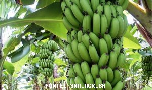 BANANA/CEPEA: Sales competition with Paraguay increase