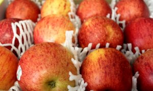 MAÇÃ/CEPEA: Estoque de fruta classificada aumenta