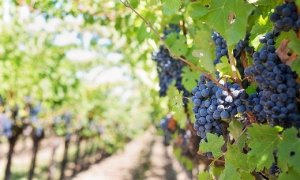 GRAPE/CEPEA: Weather may impact grape production for the industry in Rio Grande do Sul state