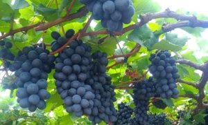 GRAPE/CEPEA: Supply may be smaller than usual in late 2021