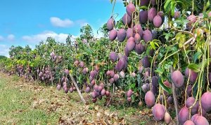 MANGO/CEPEA: Limited supply in Northeast of Brazil