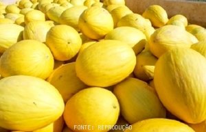 MELÃO/CEPEA: Frutas se acumulam nos boxes atacadistas
