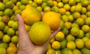 CITROS/CEPEA: Demanda por laranja pera sinaliza reação