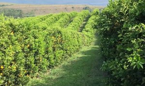 CITRUS/CEPEA: Rising production costs concern Brazilian citrus farmers