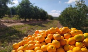 CITRUS/CEPEA: With price drops in the in natura market, early varieties are sent to the industry