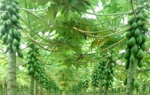 MAMÃO/CEPEA: Com chuvas mais distribuídas, fruta apresenta qualidade superior