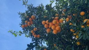 CITRUS/CEPEA: 19-20 orange juice exporting season ends with higher volumes shipped