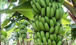 BANANA/CEPEA: Ecuador send bananas to Brazil