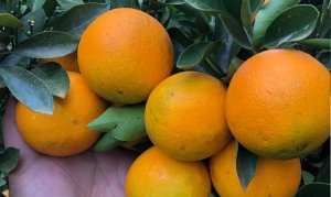 CITRUS/CEPEA: Rains favor citrus quality in BR