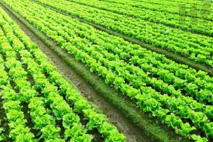LETTUCE/CEPEA: Lower supply increased prices