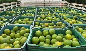 CITROS/CEPEA: Preços da laranja e da tahiti seguem firmes