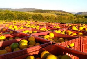 CITROS/CEPEA: A folia terminou, mas os bons preços da pera, não!