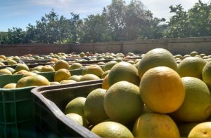 CITRUS/CEPEA: Orange and tahiti lime prices drop in BR