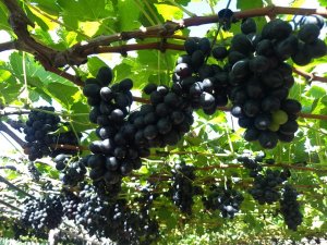 UVA/CEPEA: Baixa oferta e alta demanda valorizam negra sem semente no Vale