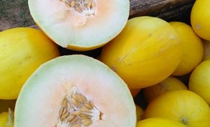 MELON/CEPEA: Exports doubles in October