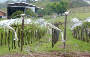UVA/CEPEA: Temporal atinge vinhedos da Serra Gaúcha