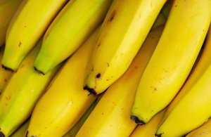 HORTIFRUTI/CEPEA: Especial Frutas 2020 - Banana