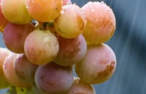 HORTIFRUTI/CEPEA: Além da Ceagesp, chuva afeta regiões produtoras de frutas no BR