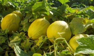 MELON/CEPEA: Exports increase significantly in September
