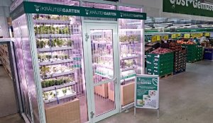 Cultivo de HF's dentro de supermercado