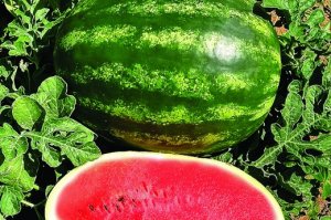 MELANCIA/CEPEA: Altos fretes limitam valorização da fruta em GO