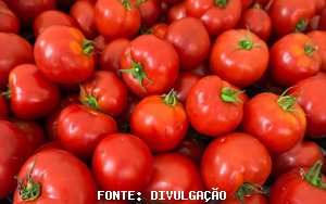 TOMATE/CEPEA: Não tá fácil ser produtor de tomate!