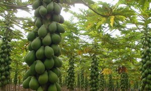 MAMÃO/CEPEA: Frutas verdes travam mercado de havaí