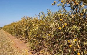 CITROS/CEPEA: Impactos do clima sobre a produção de laranja são confirmados