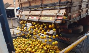 CITROS/CEPEA: Preço da laranja sobe na indústria, e renova recorde real