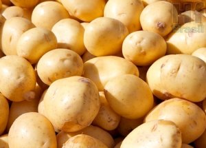 POTATO/CEPEA: High national supply keep prices low