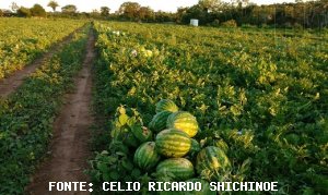 MELANCIA/CEPEA: Chuva limita colheita e preço sobe no RS