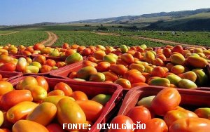 TOMATE/CEPEA: Em tempos de COVID-19, demanda por tomate retrai