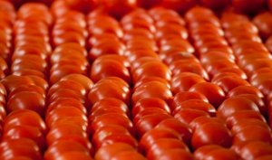HORTIFRUTI/CEPEA: Cadeia de comercialização do tomate in natura